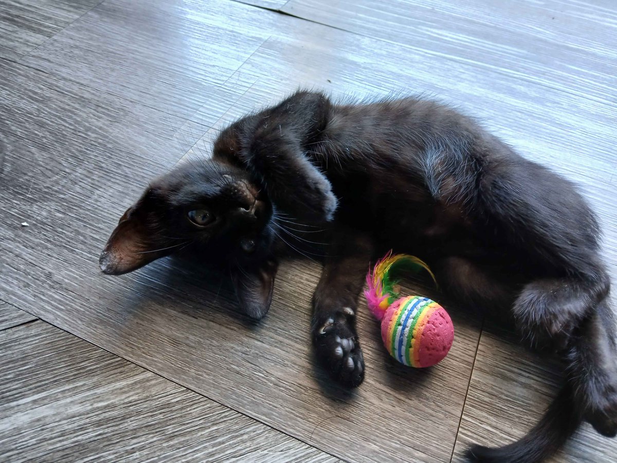 v_virid's tweet image. カフェの猫ちゃん∼