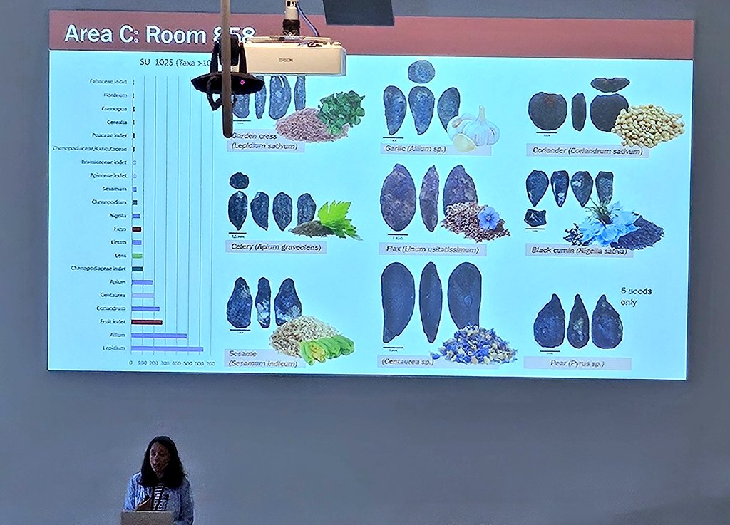 DrJenniferBates's tweet image. More #food #archaeobotany at #IWGP2025 in #Groningen. Case studies from China, Britain, Slovenia, Iraq and Alaska. Cooking methods, ingredients, and ideas of taste are all 'food for thought'. #archaeology #archaeologicalscience