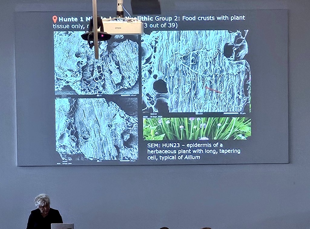DrJenniferBates's tweet image. More #food #archaeobotany at #IWGP2025 in #Groningen. Case studies from China, Britain, Slovenia, Iraq and Alaska. Cooking methods, ingredients, and ideas of taste are all 'food for thought'. #archaeology #archaeologicalscience