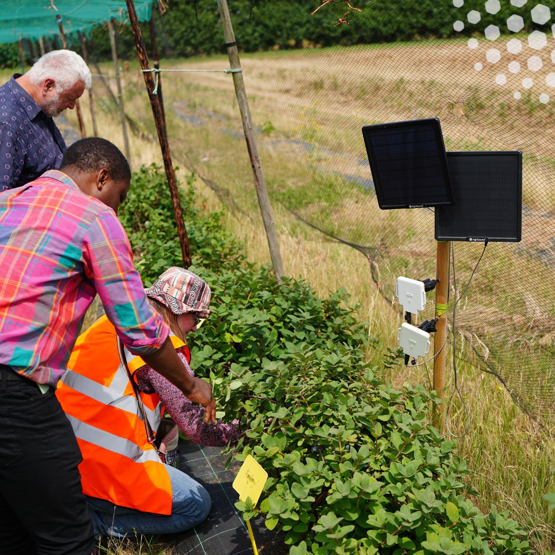 AgriSoundTech's tweet image. ๐ Bumblebees lead early, honey bees finish strong!
Our haskap pollination trial shows how pollinator activity shifts through the season - helping growers boost yield + fruit quality by timing it right.
#PollinationMatters #AgriTech #InnovateUK #Haskap