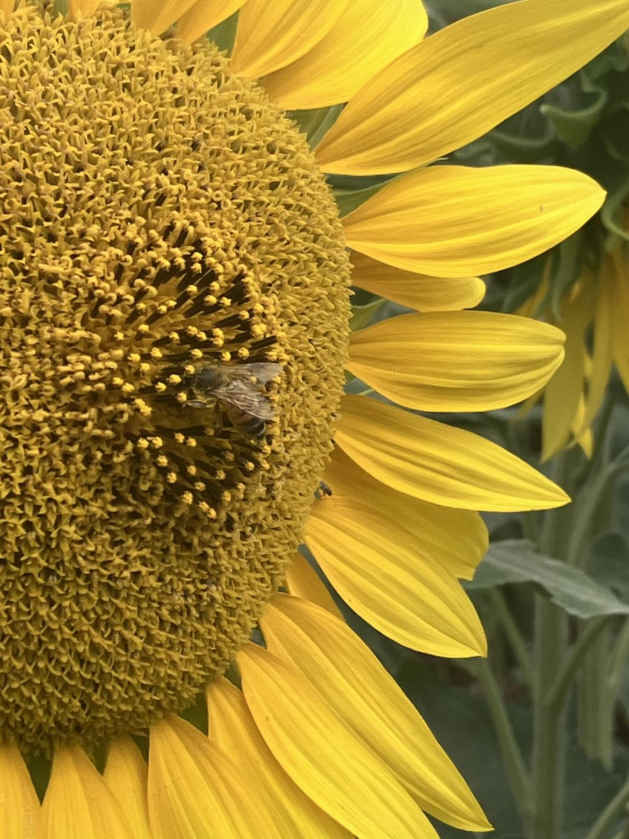 Visite de la nouvelle technologie tournesol AIR de chez <a href="/SyngentaFrance/">SyngentaFrance</a> dans le Gers