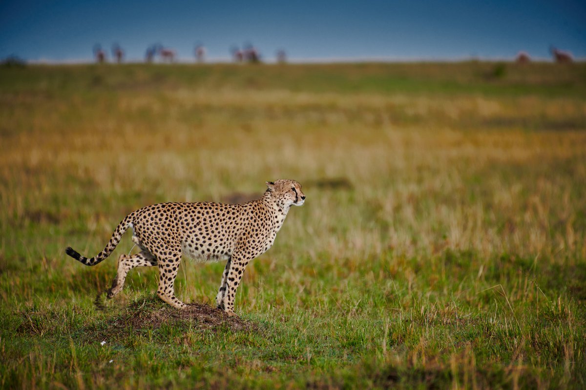 bownaankamal's tweet image. Late Winda, one of the iconic Tano/Mbili Bora cheetah brothers, caught mid-action — urinating to mark his territory.
Cheetahs, unlike lions, don’t defend a large pride, but form coalitions and establish a territory rich in prey and vantage points. Urine spraying, like what you…
