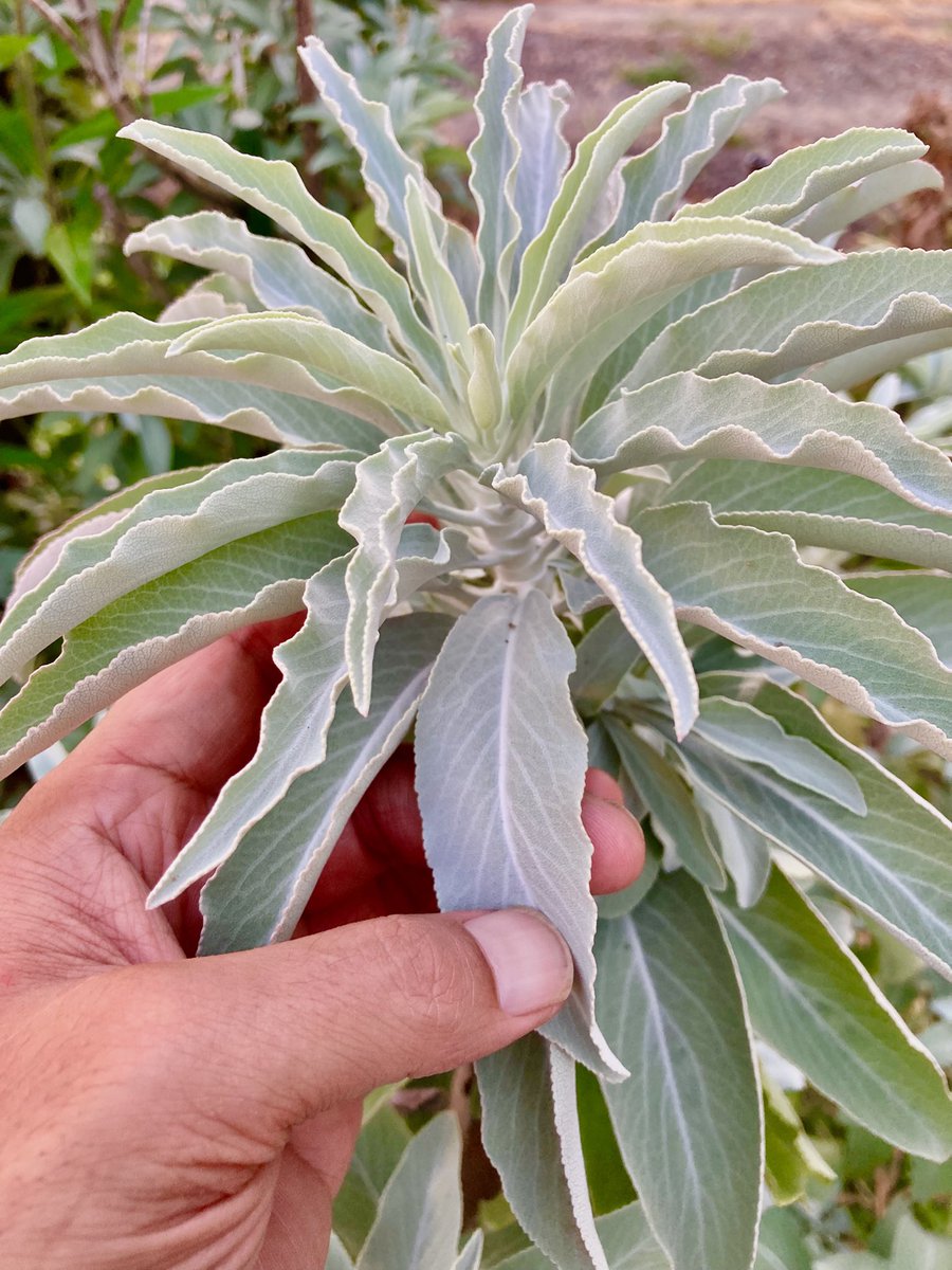 tamon_farm's tweet image. ホワイトセージ🌿もう少ししたら収穫→乾燥
します🤗✨✨✨