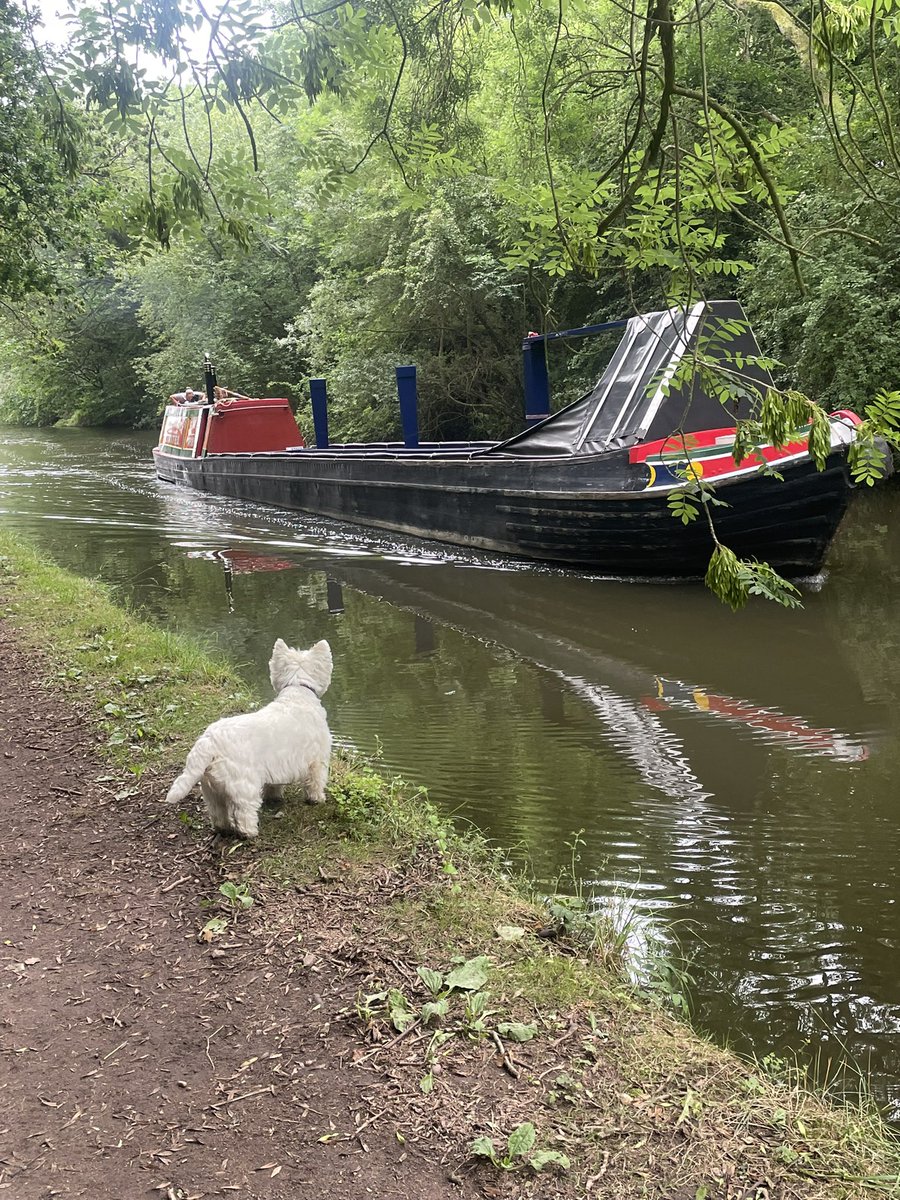 Helen09Porter's tweet image. 🤔 Somefur knicked the miggle of dis boat #Westie #ZSHQ #canal #dogs