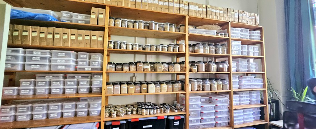 DrJenniferBates's tweet image. Incredible to be able to see the #Groningen #archaeobotany and #ethnobotany reference collection while at #IWGP2025.
Truly amazing and extensive #seed, wood, pollen and more material. #archaeology #archaeologicalscience