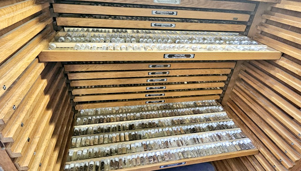 DrJenniferBates's tweet image. Incredible to be able to see the #Groningen #archaeobotany and #ethnobotany reference collection while at #IWGP2025.
Truly amazing and extensive #seed, wood, pollen and more material. #archaeology #archaeologicalscience