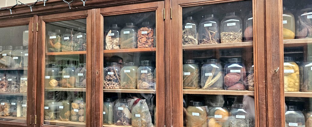 DrJenniferBates's tweet image. Incredible to be able to see the #Groningen #archaeobotany and #ethnobotany reference collection while at #IWGP2025.
Truly amazing and extensive #seed, wood, pollen and more material. #archaeology #archaeologicalscience