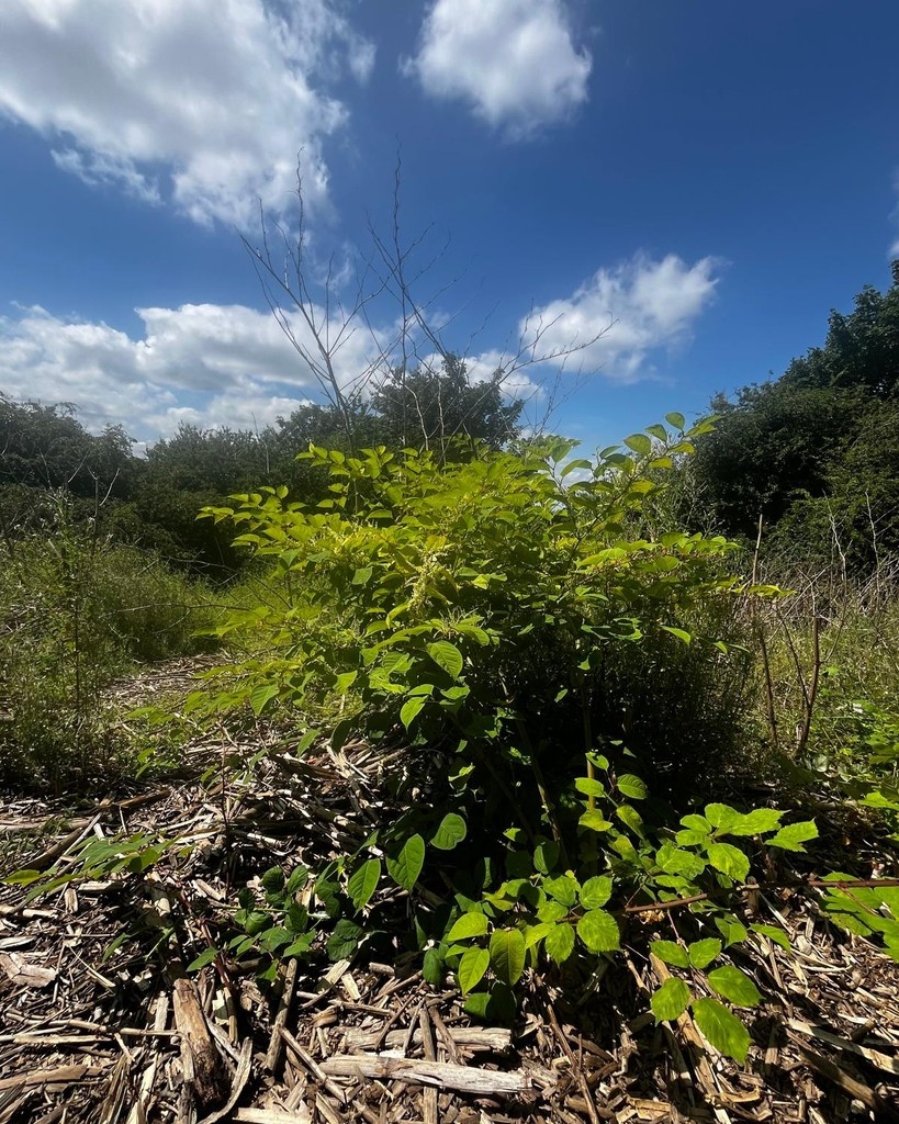 🌿 Our Japanese Knotweed trials are progressing well following two successful autumn applications. This season’s strong regrowth means there’s plenty of leaf for optimal uptake of Katoun® Gold + glyphosate in the upcoming treatment.⁠
⁠
#JapaneseKnotweed