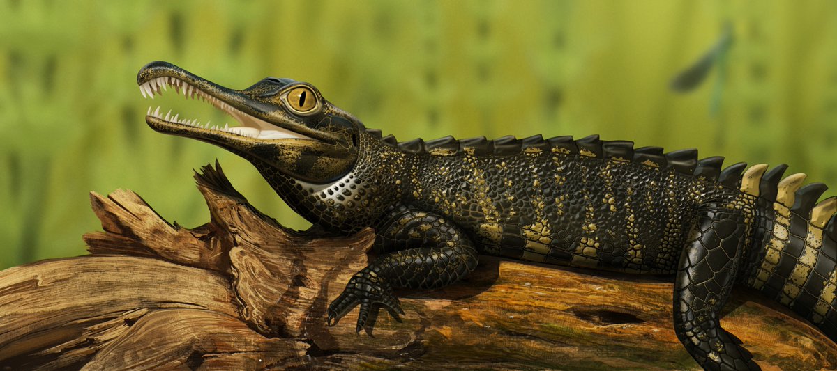 dinodanicus's tweet image. A baby #phytosaur sunning himself on a fallen log.
#illustration #paleoart #paleontology #reptile #rutiodon #prehistoric #wildlife #wildlifeart #not #a #dinosaur #triassic