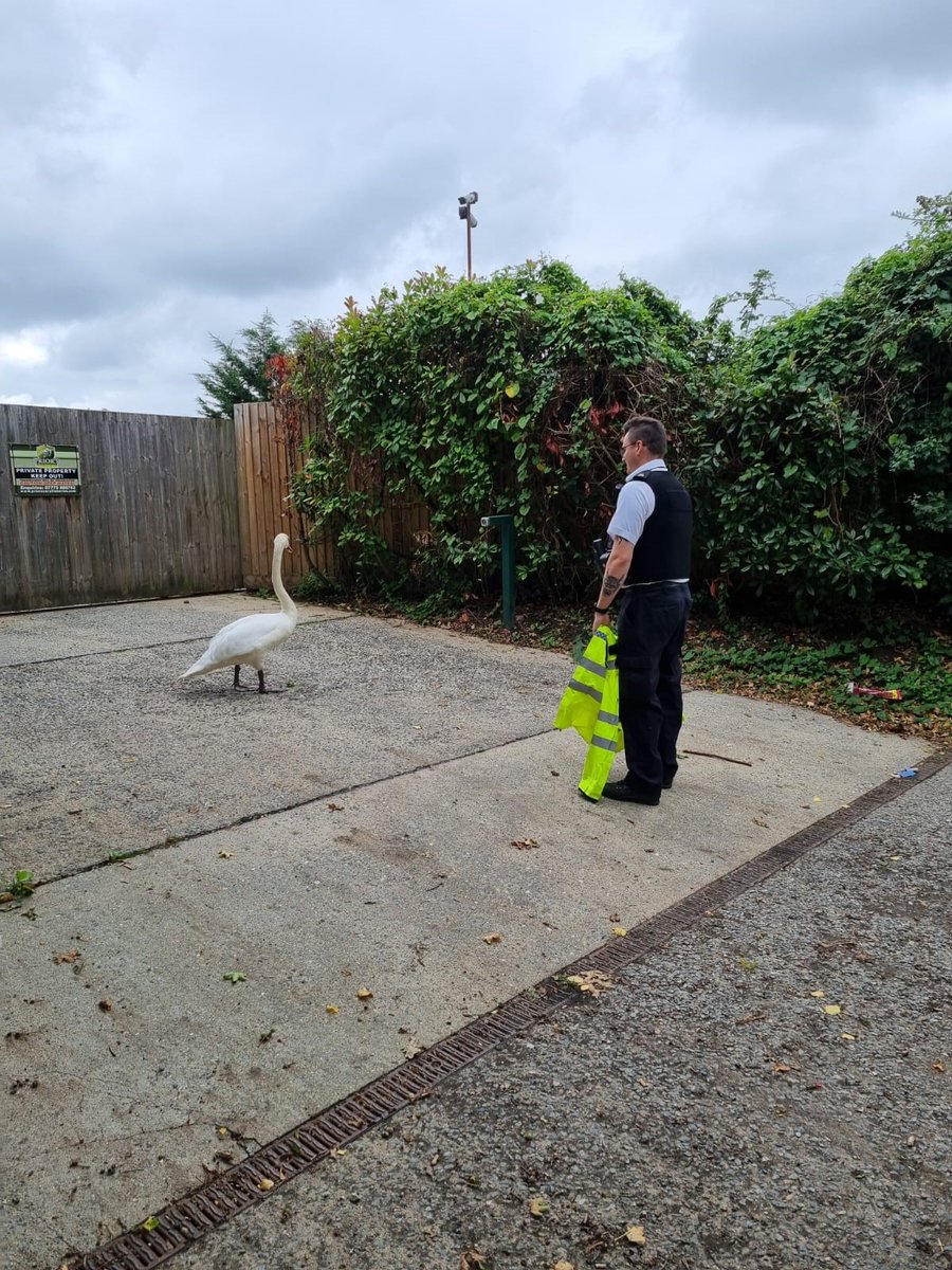 MPSHavering's tweet image. "Good morning officers, the swan has escaped!"
Havering response team E rescued a swan today which had lost his way and found itself dodging traffic.
The swan was safely rescued and returned to the nearby lakes.
🦢 👮♂️
