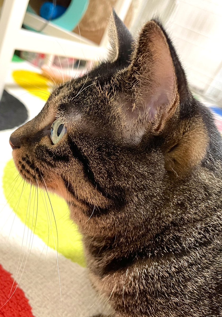 jeffry1461's tweet image. 手に顔をスリスリしてくれるのですが、抱っこはさせてくれません
なんでだw