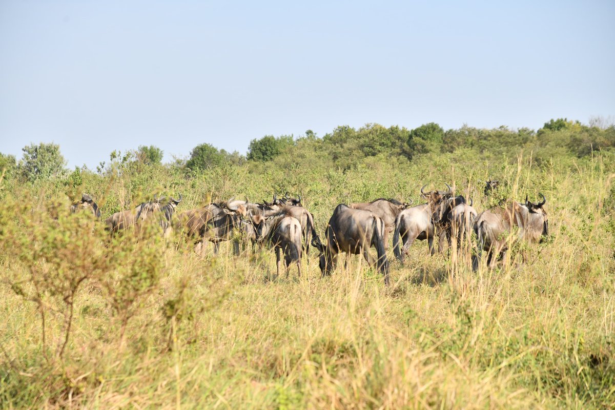 Kenya Tourism Board (@magicalkenya) on Twitter photo BEYOND THE MIGRATION:
President <a href="/WilliamsRuto/">William Samoei Ruto, PhD</a> today commended Kenya’s strides in conservation, biodiversity protection, habitat restoration, and community engagement—efforts that continue to position the country as a global conservation leader.
He made the remarks while BEYOND THE MIGRATION:
President <a href="/WilliamsRuto/">William Samoei Ruto, PhD</a> today commended Kenya’s strides in conservation, biodiversity protection, habitat restoration, and community engagement—efforts that continue to position the country as a global conservation leader.
He made the remarks while