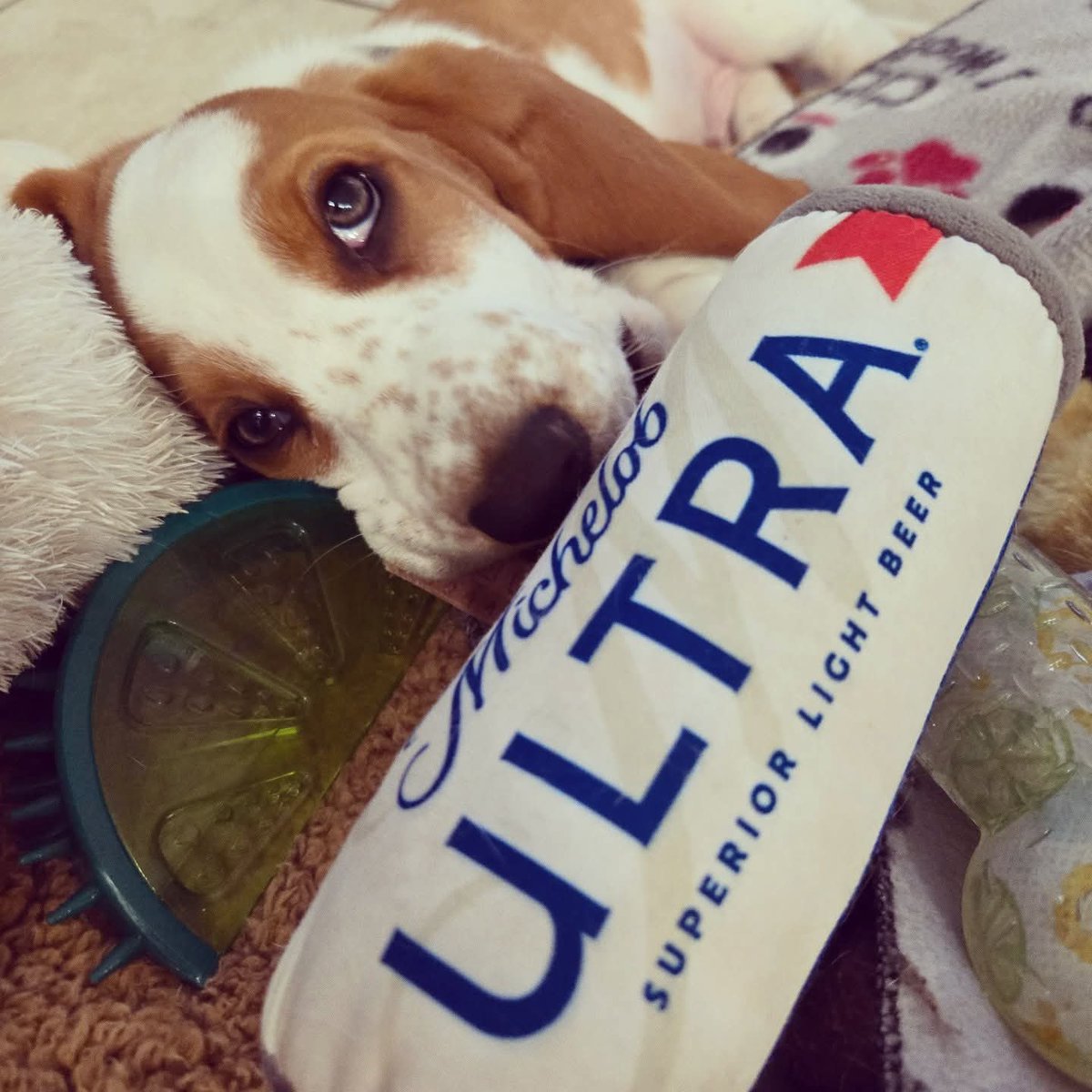 Ernie J. Garrido (@ernieruns) on Twitter photo Yeah, I need to see some ID, young pup.😬
🍻🐾🙌
<a href="/MichelobULTRA/">Michelob ULTRA</a>
#ThirstyThursday #BillyBoyTheHound #beer #bassethound #TeamULTRA #LiveULTRA #itsonlyworthitifyouenjoyit Yeah, I need to see some ID, young pup.😬
🍻🐾🙌
<a href="/MichelobULTRA/">Michelob ULTRA</a>
#ThirstyThursday #BillyBoyTheHound #beer #bassethound #TeamULTRA #LiveULTRA #itsonlyworthitifyouenjoyit