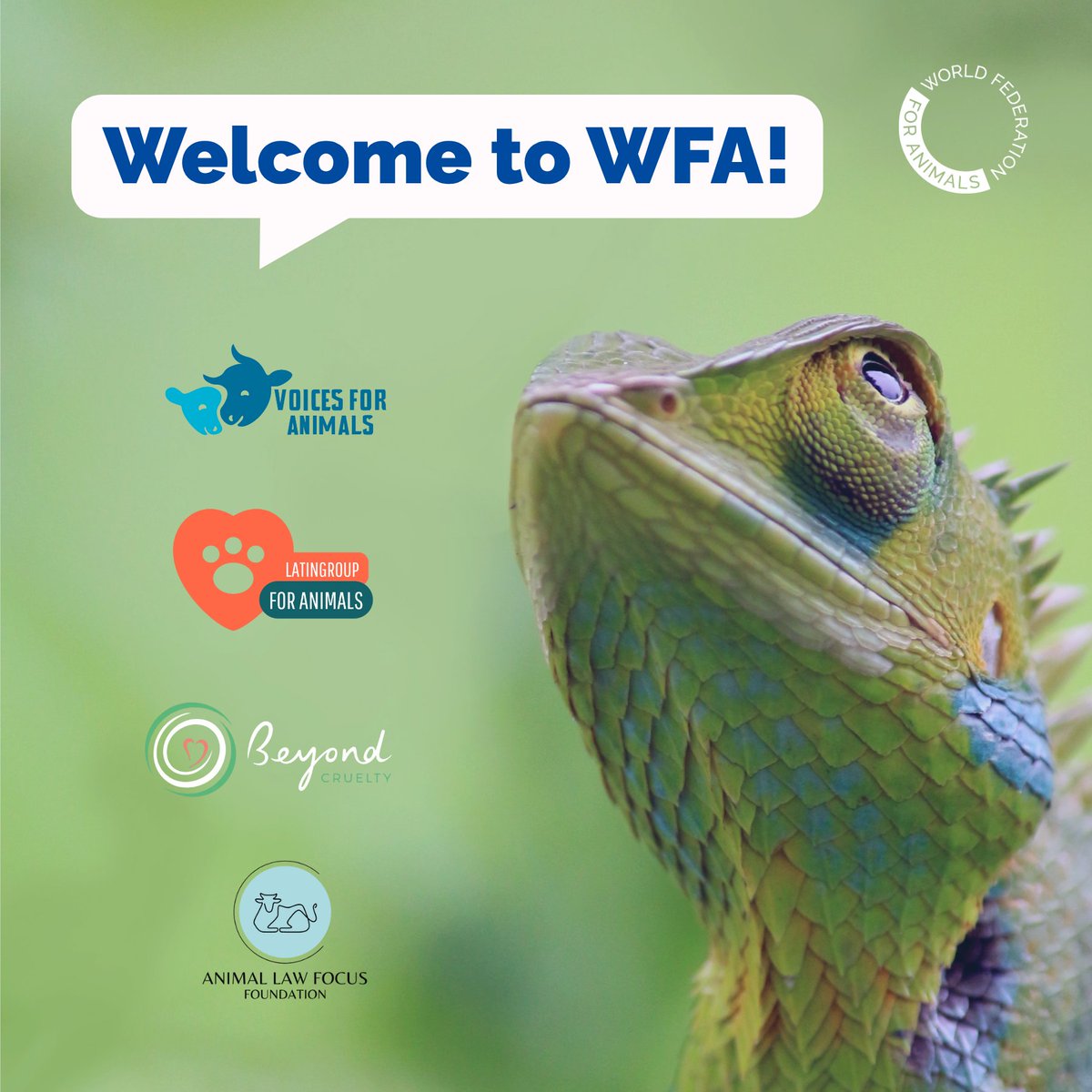 WrldFed4Animals's tweet image. We’re very excited to welcome four new full members to the World Federation for Animals:

🔹 LatinGroup for Animals
🔹 Beyond Cruelty Foundation
🔹 Voices for Animals
🔹 Animal Law Focus

👉 Get to know them: ow.ly/bnC750Wuwyt