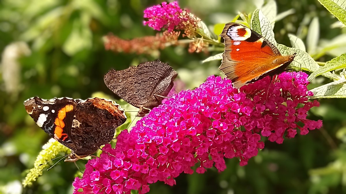 s4r4h_l's tweet image. #InsectThursday How am I supposed to get anything done, I currently have 5 yes FIVE peacocks on my buddleia plus 4 red admiral, with a flitting comma, speckled wood, green veined whites and large whites.... Heaven! 馃挌 @savebutterflies #Lancashire BigButterflyCount.org