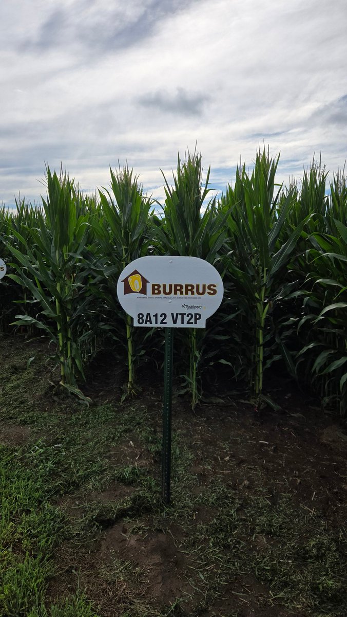 toddburrus2's tweet image. Burrus 8A12 VT2P is an economical choice with the best fit on tougher fields that need to be able to stand until the end of harvest. #Thinkburrus