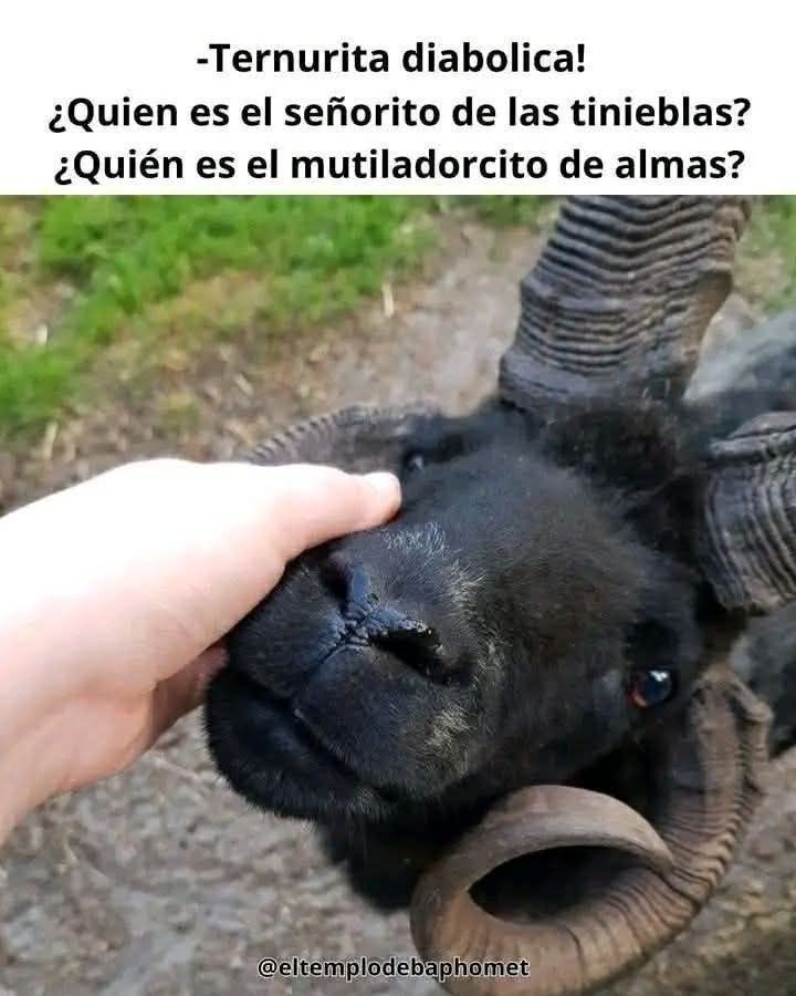 Diseñado adorablemente por el universo para protagonizar su propia saga fantástica 🌌🐏😍😍😍 #Meme