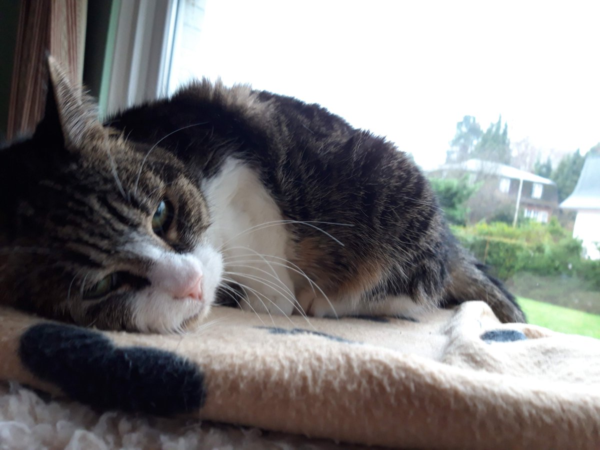 PetPowerEU's tweet image. We have our first feline contestant! 😻 Meet Daisy 🌼
Where are all the cat parents out there? 🤔
Share your purrfect pics with us for our #BestBuddies photo contest!
🏅The winners in each category will be granted a €500 donation each to their favourite animal charity.
