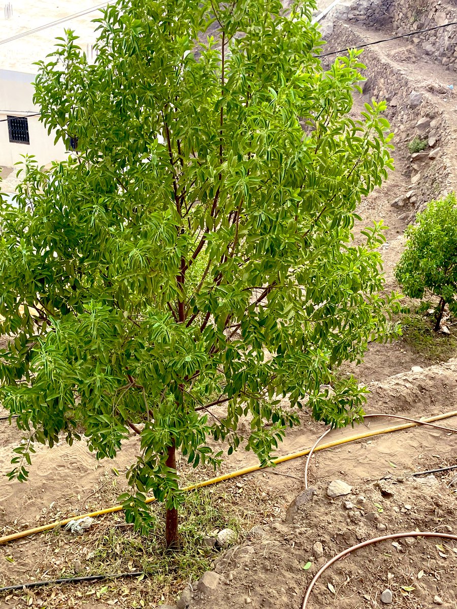 زرت الباحث الزراعي علي بن أحمد العبدلي <a href="/atel4004/">علي العبدلي</a> وأطلعني في مزرعته على أول تجربة في زراعة #الصندل في غير بلد المنشأ، كانت تجربة ناجحة، وبدأت تؤتي ثمارها.
الأستاذ علي باحث زراعي قدير ومهتم بهذا المجال غايةالاهتمام، وله كتاب (النباتات في فيفاء).