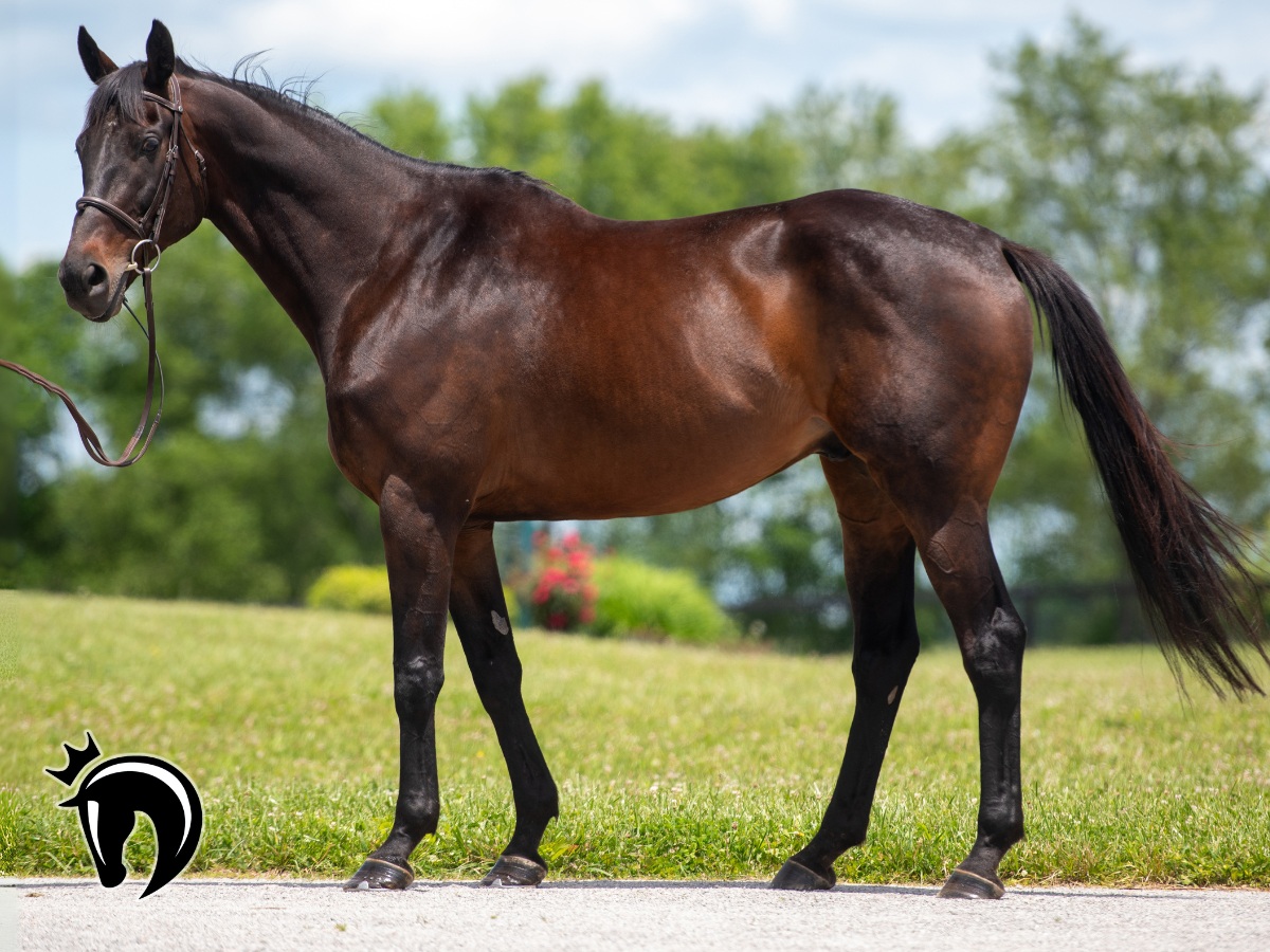 NewVocations's tweet image. 🆕 GUITARZAN (Star Guitar) will be the partner of a lifetime in the right hands! FMI: newvocations.org/horse_detail/1…. "Tarzan" is super classy and is ready to pursue a moderate-impact second career after 50 starts on the track. @resracingky