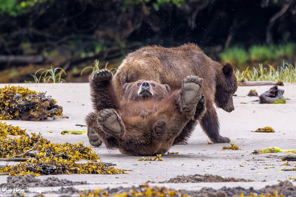 CWF_FCF's tweet image. Ooooups! Que pensez-vous qu’il se passe dans la tête de ce petit ourson? Partagez vos suggestions ci-dessous! 🐻
📸: Christy Grinton | #ClubPhotoFCF