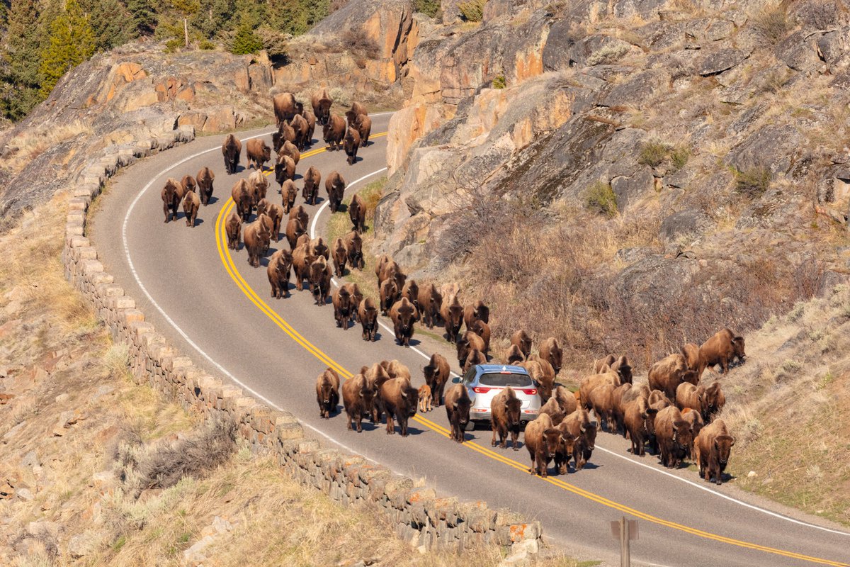 If you see bison on the road, be patient and stay in your vehicle. Wait for them to move, and do not honk your horn. That will only make them go slower. A bison’s level of aggressiveness, both physical and passive, is legendary.
