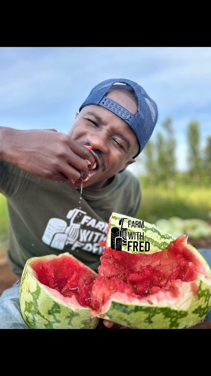 Fredmunene_'s tweet image. How much water should I give my watermelon crop?
A big question many farmers ask and one I’ll answer based on my own hands-on experience.
First, let’s clear something up.
watermelon isn’t called watermelon because the fruit is full of water. No. It’s because the plant needs a…
