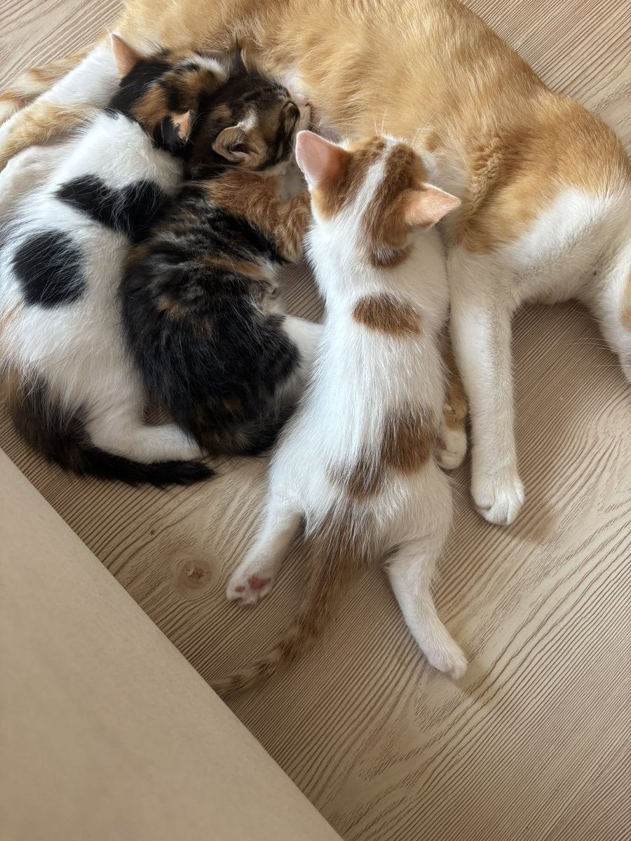 Bu yatışa ölürüz ki