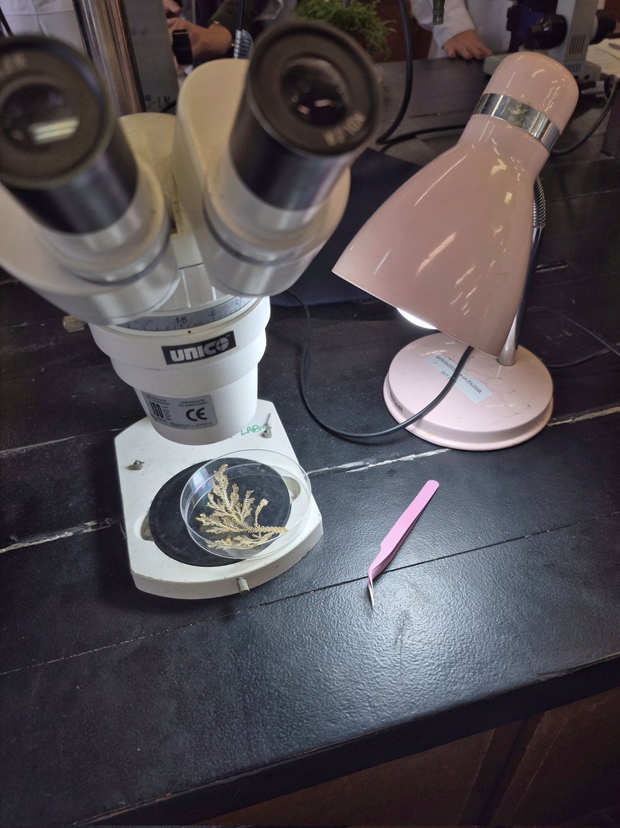 。⋆lulú˚ʚ🧸ɞ˚‧ tweet media