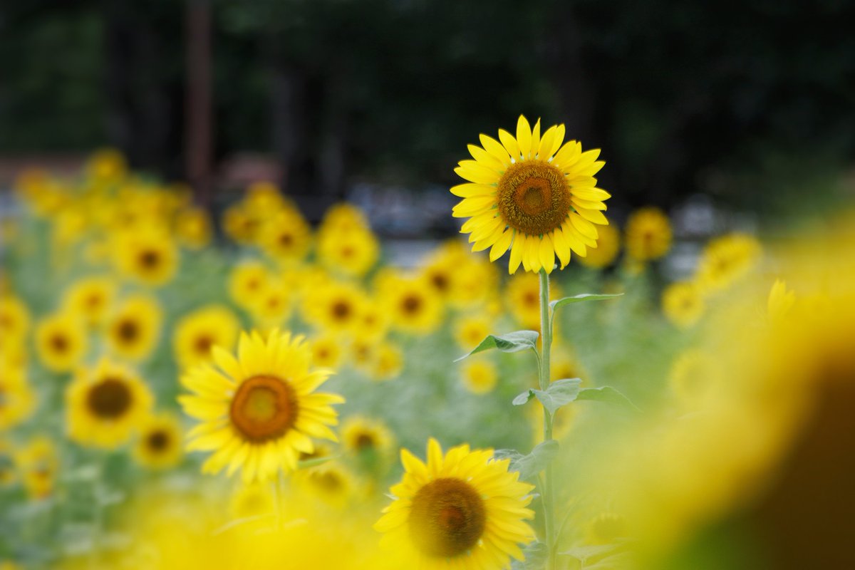 *向日葵*ページ✩.*˚ 0326142616_67e38ff8ac346.png