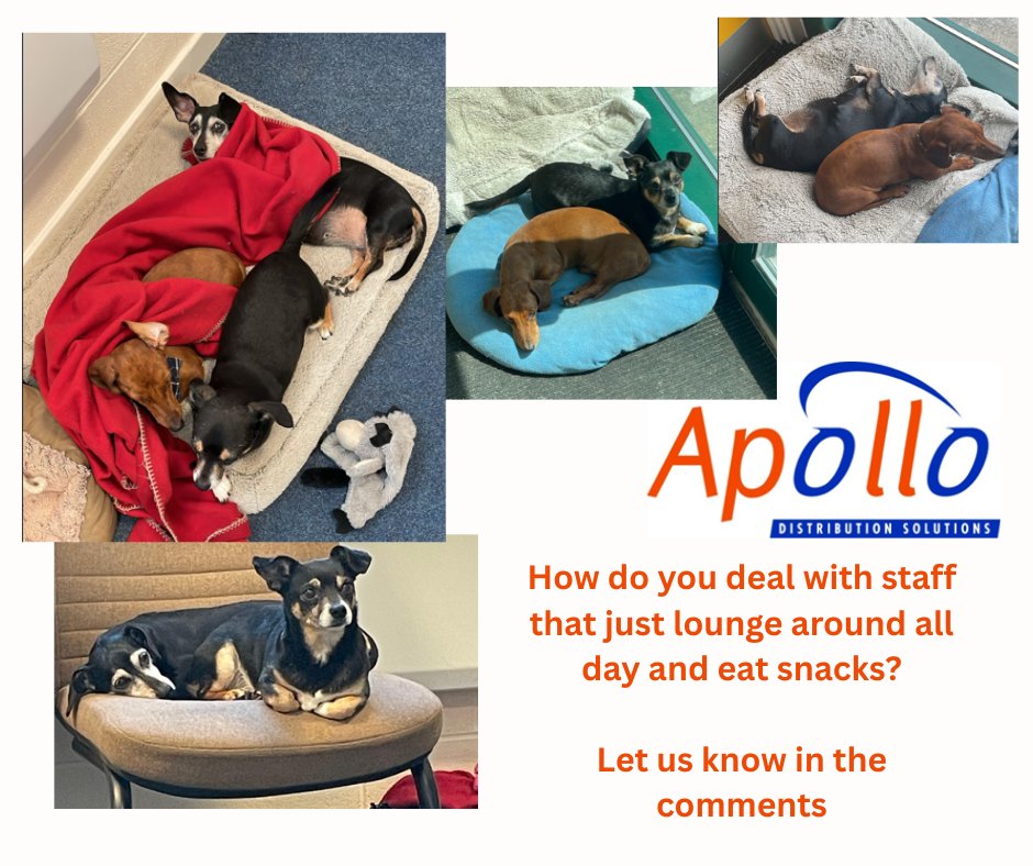 ApolloCardiff's tweet image. Do you manage your furry friends in the workplace? Whether you work from home or have them at the office with you let us know. #doglife, #doglover, #DogAtWork, #WorkPup, #OfficeDog, #DogFriendlyWorkplace, #courier, #delivery, #courierservice, #logistics #Cardiff