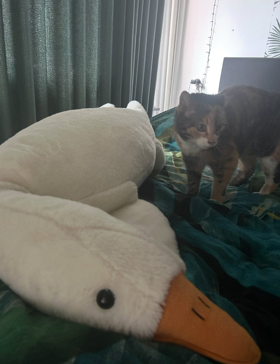 Anne (@piccalilyx) on Twitter photo Gameday! First playoffs game today against <a href="/Streamerzone_gg/">Streamerzone</a> Indigo, excited to play them again!
Playing around 20:00 on twitch.tv/projectvgg, dink and the cat are ready for the playercams😎 Gameday! First playoffs game today against <a href="/Streamerzone_gg/">Streamerzone</a> Indigo, excited to play them again!
Playing around 20:00 on twitch.tv/projectvgg, dink and the cat are ready for the playercams😎