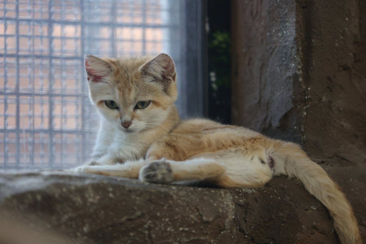 manami_r81's tweet image. ジャミール😻
※アミーラのお母さんです
📷️2025/07/24
#那須どうぶつ王国 #nasuanimalkingdom #nasu_animal_kingdom
#スナネコ #sandcat #ジャミール #保全の森