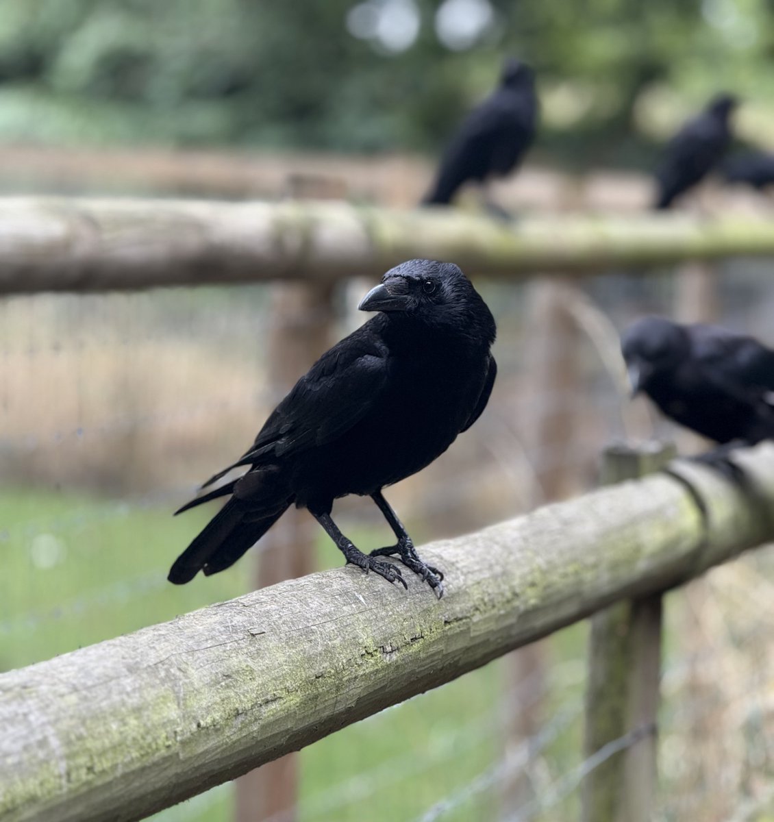 DDCrochetDesign's tweet image. Hope everyone is well ☺️
I’ve been taking a short break from social media, just focusing on crochet and art. Just popped in to post this beautiful photo of my friend, the crow 🖤
#MHHSBD #craftbizparty #UKMakers #crows