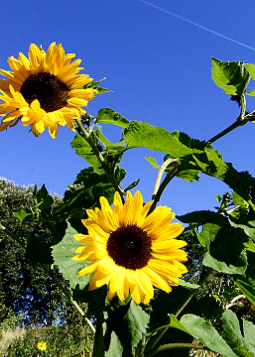 CornwallK8's tweet image. The summer vibes are strong in Cornwall! 💙🌻☀️😎
#Cornwall #StormHour #ThePhotoHour #thursdayvibes
