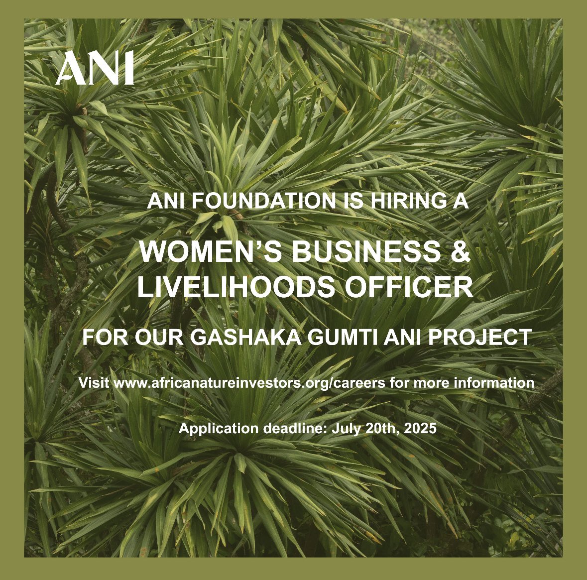 Tunde Morakinyo (@morakinyo1tunde) on Twitter photo ANI IS HIRING:
WOMEN’S BUSINESS & LIVELIHOODS OFFICER FOR GASHAKA GUMTI NATIONAL PARK with a business background to lead establishment of a commercial shea processing enterprise. Applications should be sent to: recruitment@ani-nigeria.org not later than the 15th of August 2025. ANI IS HIRING:
WOMEN’S BUSINESS & LIVELIHOODS OFFICER FOR GASHAKA GUMTI NATIONAL PARK with a business background to lead establishment of a commercial shea processing enterprise. Applications should be sent to: recruitment@ani-nigeria.org not later than the 15th of August 2025.