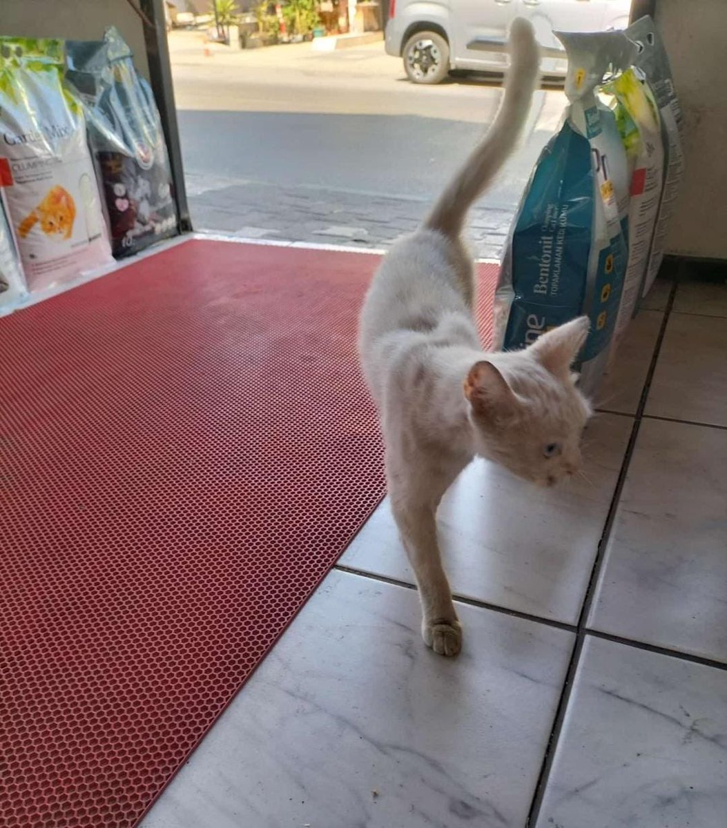 MALTEPE ZÜMRÜTEVLER’de böyle bir kedi bulunmuş 

Beyaz british dişi mavi gözlü Zümrütevler de kayıp kedisi olan var mi

0538 467 64 24