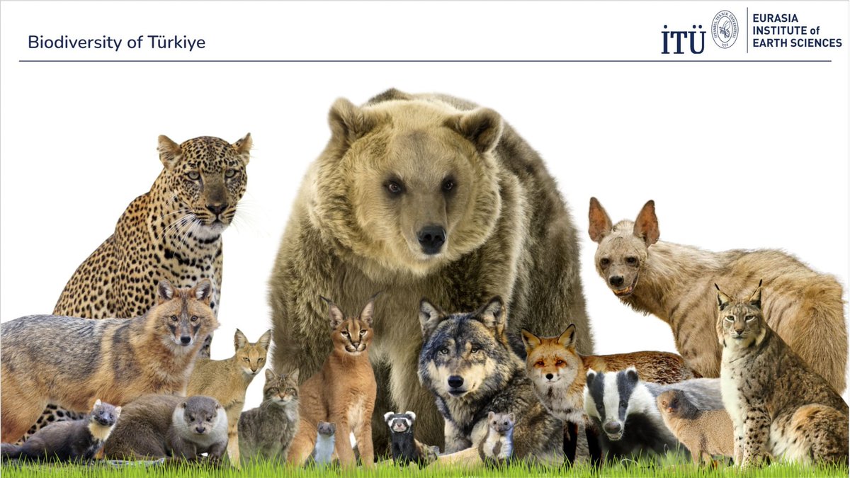 Bir sunum için hazırladığım bu görseli burada da paylaşmak istedim. Sunumun bir bölümünde Türkiye'nin ev sahipliği yaptığı zengin biyoçeşitlilikten bahsediyordum. Bu zenginliği sayılarla ifade ettiğimde yeterince yansıtamadığımı fark ettim. Bu sefer, rakamlar yerine Türkiye'de