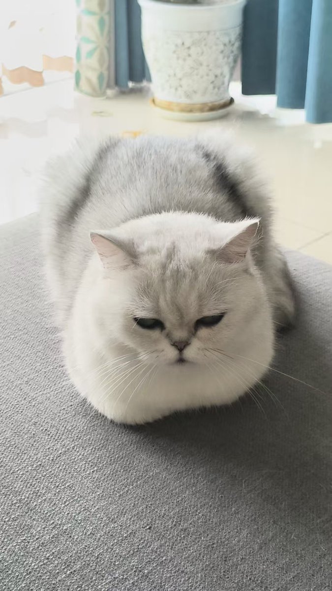 Nathanielawierd's tweet image. 忧郁白面馒头