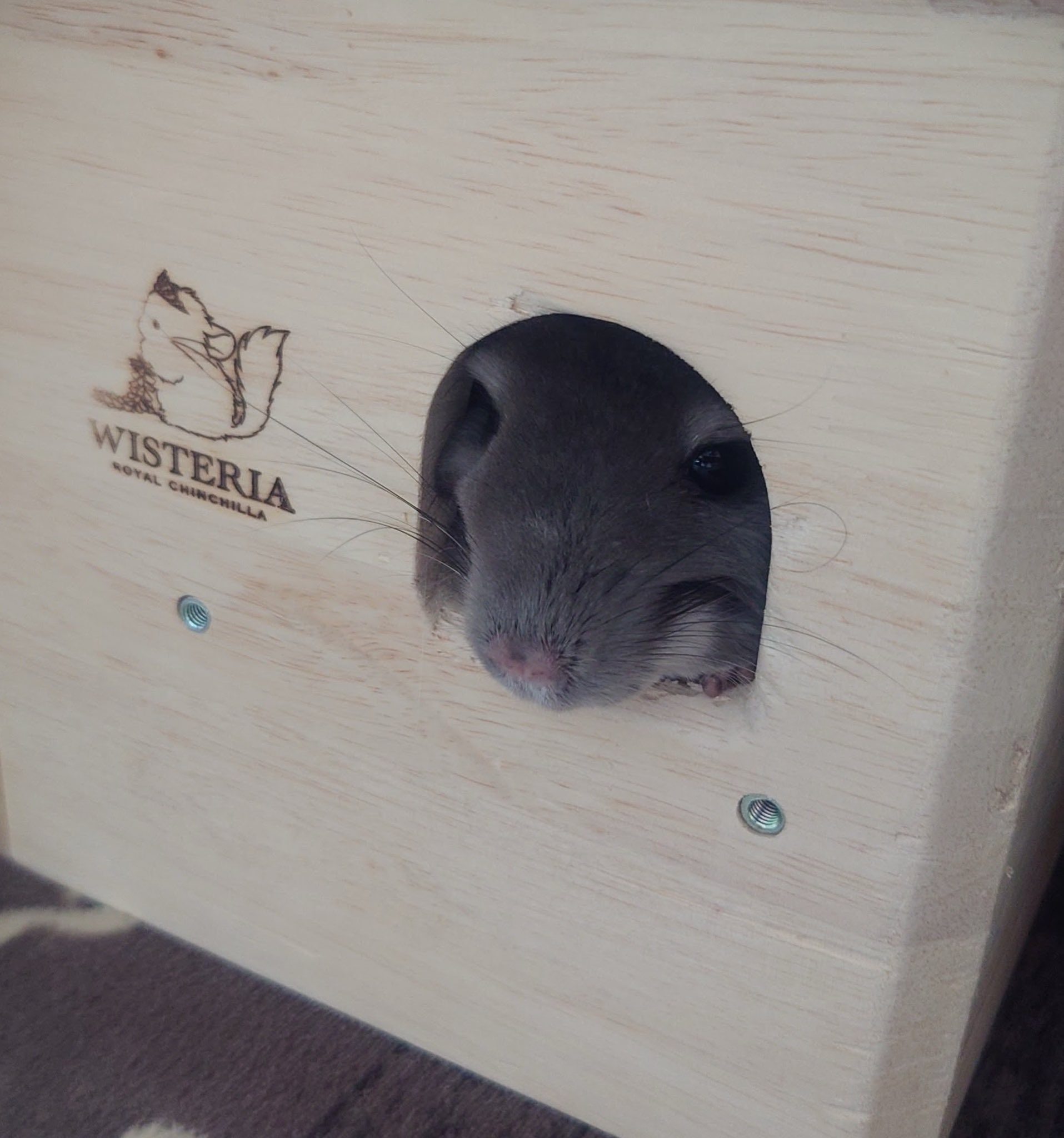 🐭プリンさん🐭 on X: 