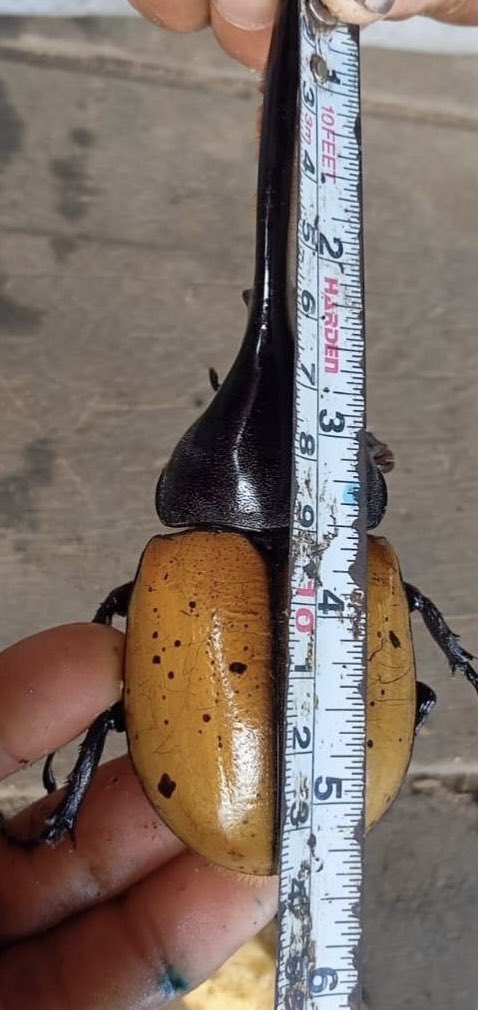 lbjkhomac's tweet image. 150オーバーと思ったらFEET？なに？