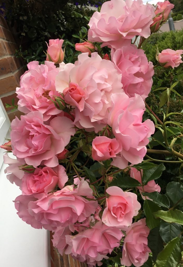 Trinkle96619465's tweet image. #ThrowbackThursday๐ Good morning ๐ taken earlier this year in the early heatwave, flowering its little heart out, now waiting for all the tiny new buds to open, hopefully August.๐