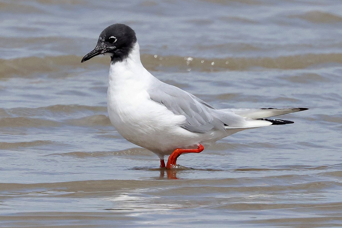 The Bonaparte's Gull has returned to Oare Marshes for its 13th year for its summer moult. I wonder where it goes for the rest of the year, I suspect not back to the USA.