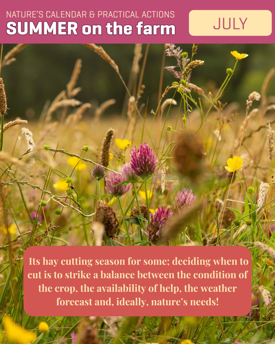 Delaying the cropping of hay until late July or August can make a huge difference to the diversity of plant species, as more plants get a chance to flower, seed and to enhance the soil seed bank.

#resilience #ecosystem #nature #futureproof