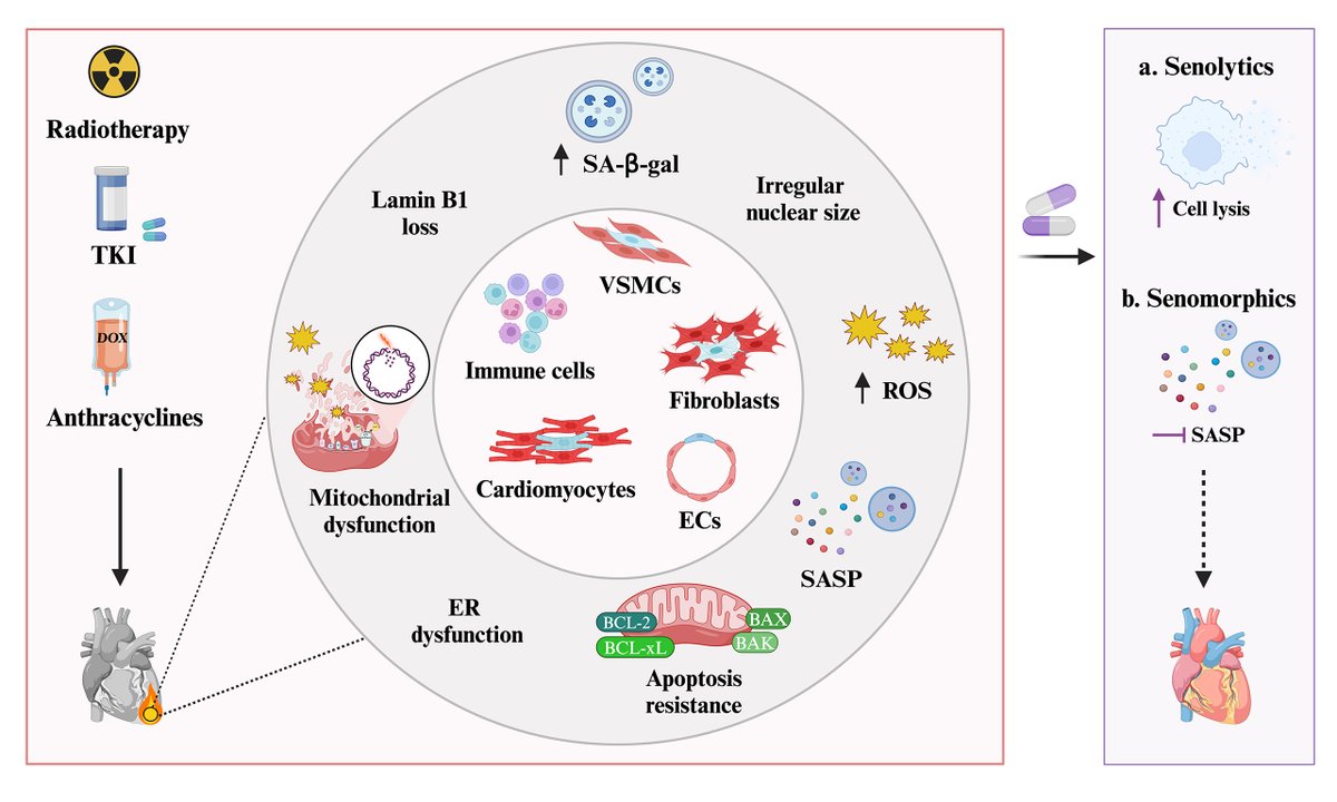 JCA_Journal's tweet image. 🚨 Great article!
"The role of senescence in cancer therapy-associated cardiovascular toxicity"
📖 Read now:
oaepublish.com/articles/jca.2…
#CardioOncology #Senescence #CancerTherapy #Aging #Cardiotoxicity