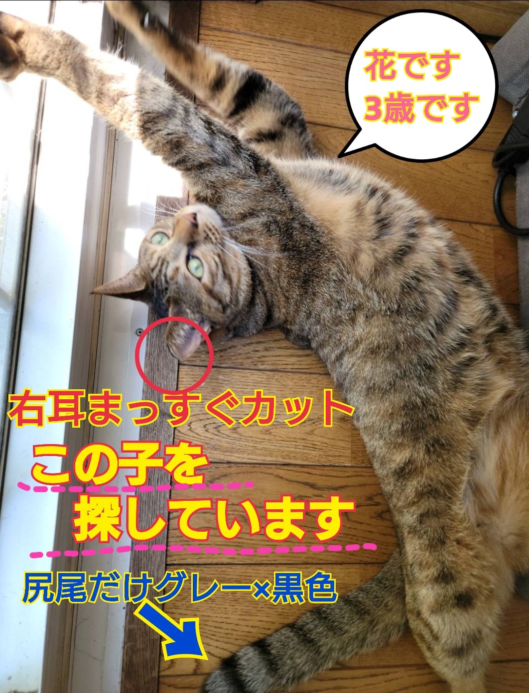 な*な様 虎 トラ 猫 残響 ムラサキ 原画 1点物 (2024年11月) な*な様 虎 トラ 猫 残響 ムラサキ 原画 1点物 (2024年11月)