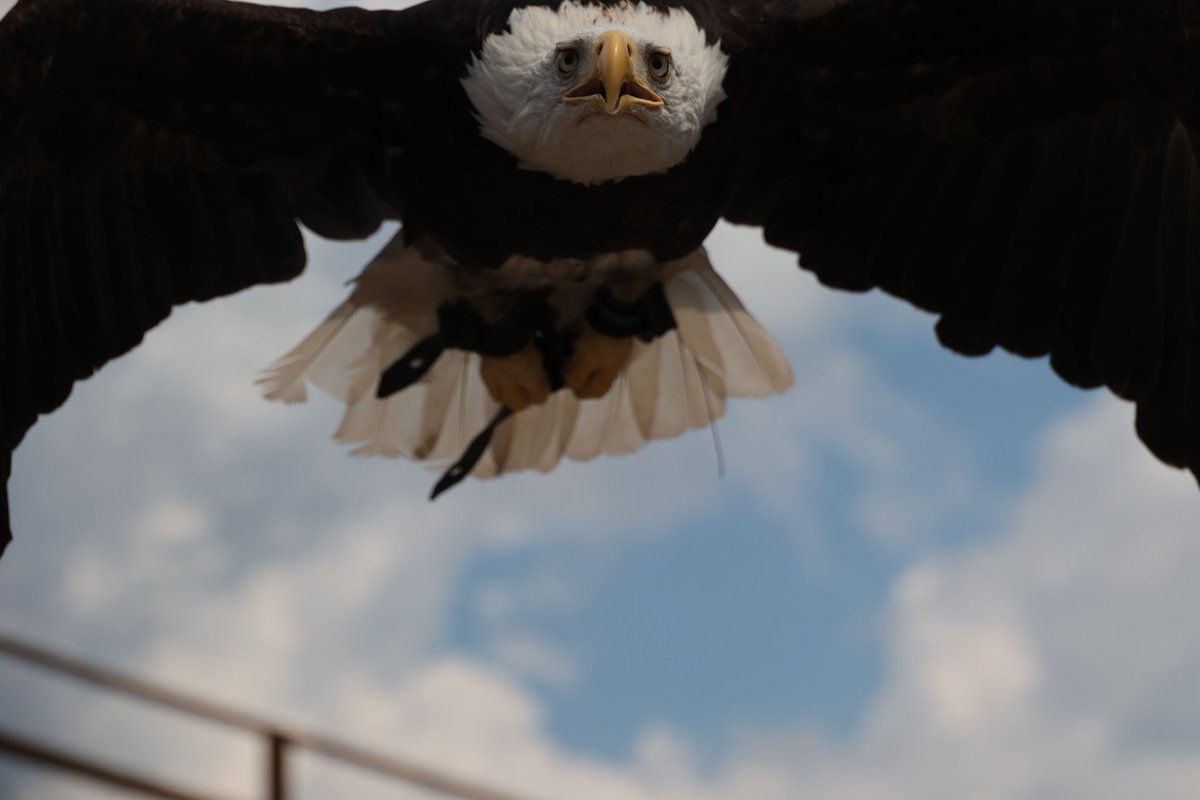 manami_r81's tweet image. 頭上数cmに突っ込んくるウインティー🦅
📷️2025/07/24
#那須どうぶつ王国 #nasuanimalkingdom #nasu_animal_kingdom
#スカイスタジアム #フリーフライトバードパフォーマンス #ブロード #BROAD
