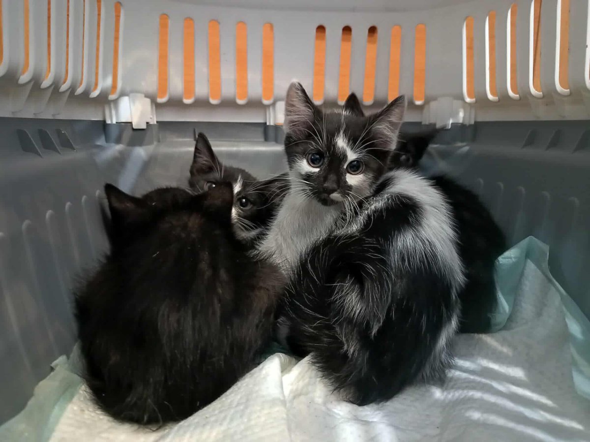 Miały radzić sobie same...

Na zbiórce 0 zł 💔 
Proszę pomóżcie im.

ratujemyzwierzaki.pl/7-kociat-felin…