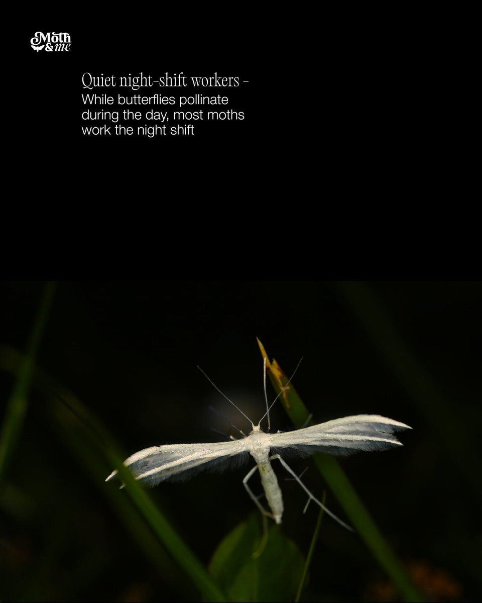 atree_org's tweet image. During his moth walks, Thalavaipandi  makes it a point to go beyond merely identifying moths for his participants. Moths have eyes that maximise light capture. Their proboscises vary in size, allowing them to pollinate flowers of different dimensions. Flowers pollinated by moths…