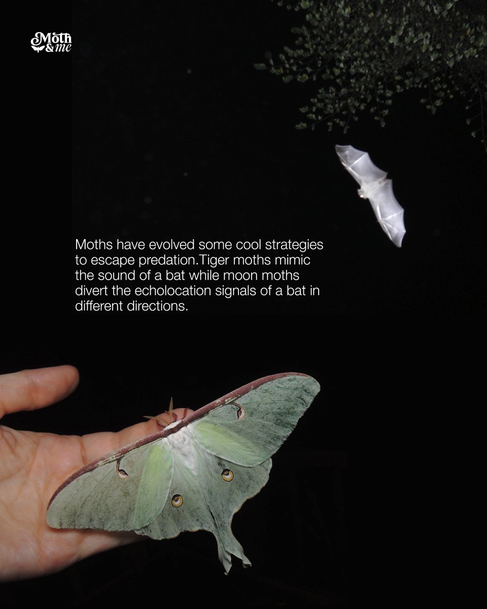 atree_org's tweet image. During his moth walks, Thalavaipandi  makes it a point to go beyond merely identifying moths for his participants. Moths have eyes that maximise light capture. Their proboscises vary in size, allowing them to pollinate flowers of different dimensions. Flowers pollinated by moths…